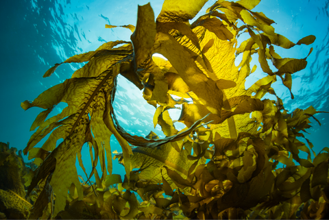 Kelp absorbs nutrients to deliver vitamins and minerals.