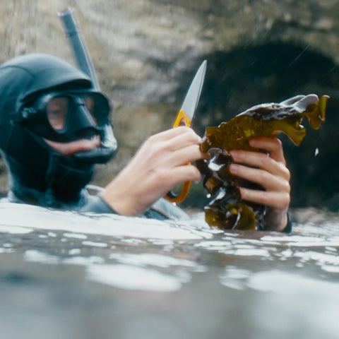 Kelp is one of the most sustainable crops on the planet.