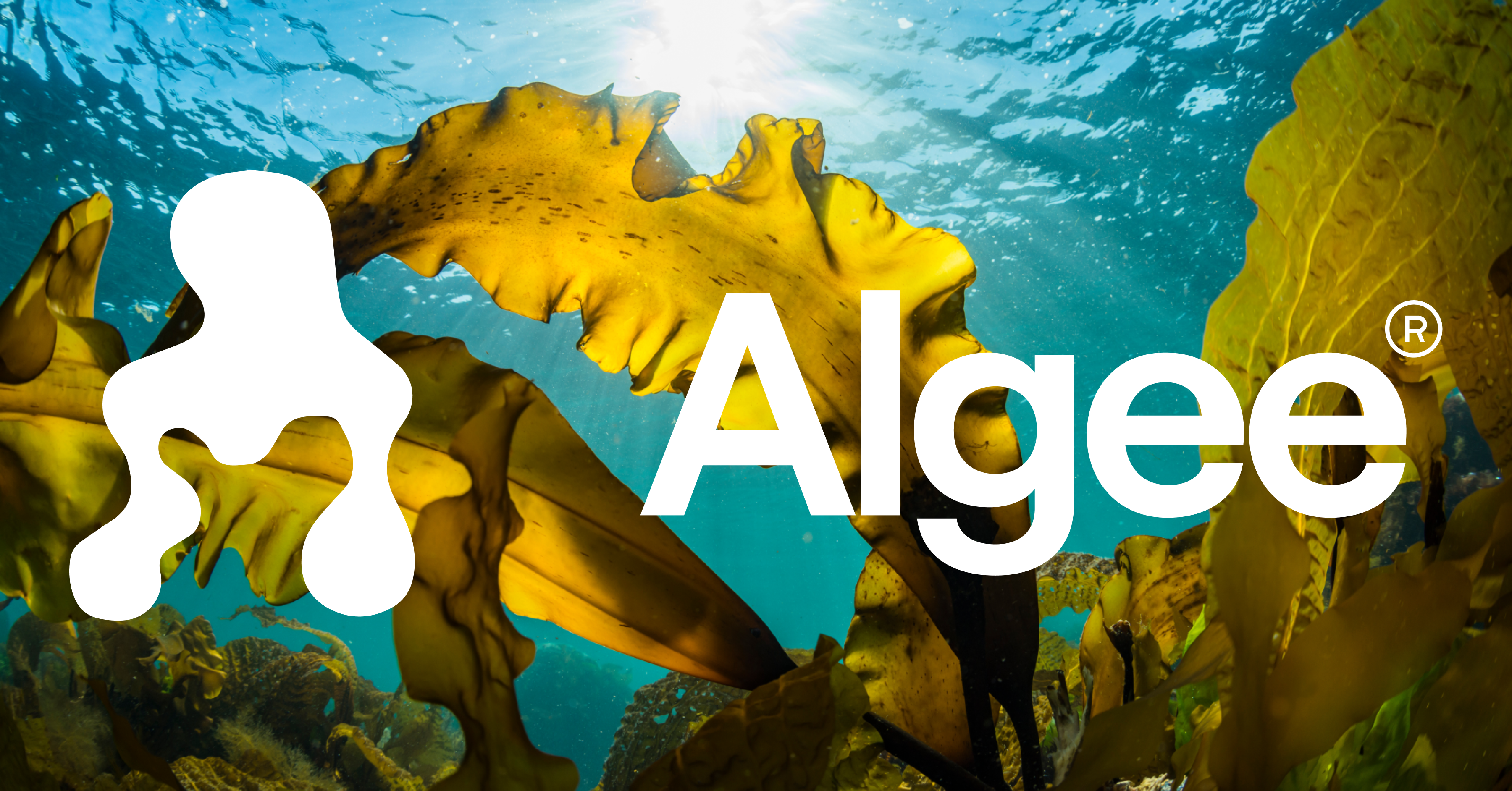 Algee Algee: Edible seaweed superfood. Nourishing, Flavoursome & Sustainable