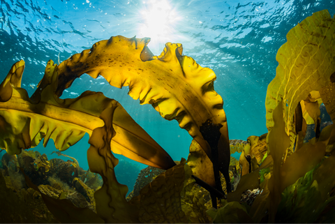 underwater image of nourishing kelp seaweed