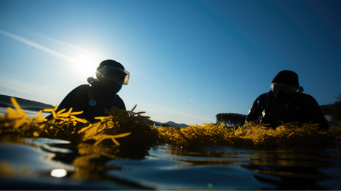 divers sustainably hand harvesting edible kelp seaweed